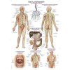 Poster anatomic Erler Zimmer - Sistem limfatic uman