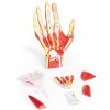 erler zimmer model anatomic de mână 7 părți model | 3