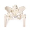 pelvis feminin flexibil cu capetele femurale | 4
