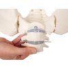 pelvis feminin flexibil cu capetele femurale | 6
