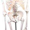 erler zimmer schelet uman model peter cu coloană vertebrală flexibilă și mușchi marcați 12