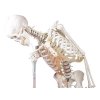 erler zimmer schelet de om model peter cu coloană vertebrală flexibilă și mușchi marcați 3