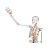 erler zimmer schelet uman model peter cu coloană vertebrală flexibilă și mușchi marcați 4