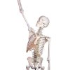 erler zimmer schelet de om model peter cu coloană vertebrală flexibilă și mușchi marcați 5