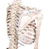 erler zimmer schelet de om model peter cu coloana vertebrală flexibilă și mușchi marcați 9