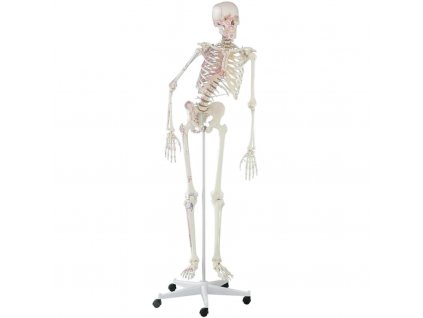 erler zimmer kostra cloveka model peter s ohybnou chrbticou a vyznacenymi svalmi 1