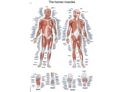 anatomicky plagat svalova sustava cloveka