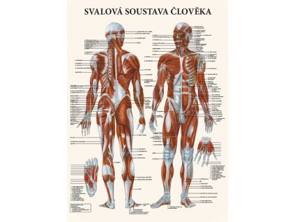 anatomicky plagat svalova sustava cloveka 1