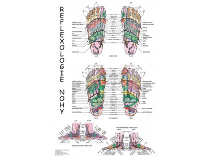anatomicky plagat reflexologia nohy