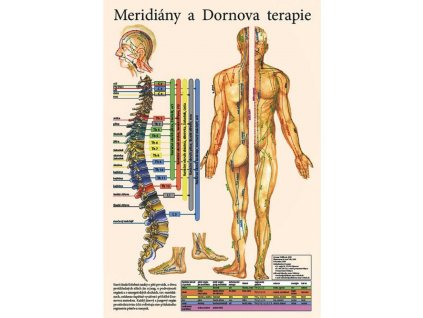 anatomicky plagat meridiany a dornova terapia