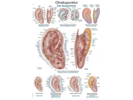 Anatomicky plagat Erler Zimmer - Aurikuloterapia