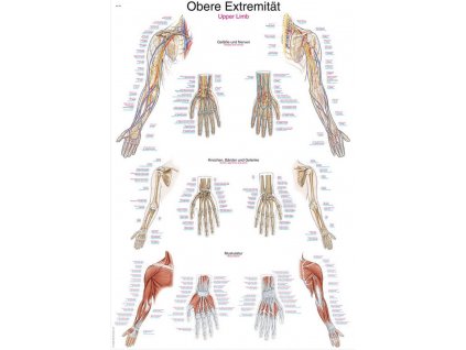 Anatomicky plagat Erler Zimmer - Horne koncatiny