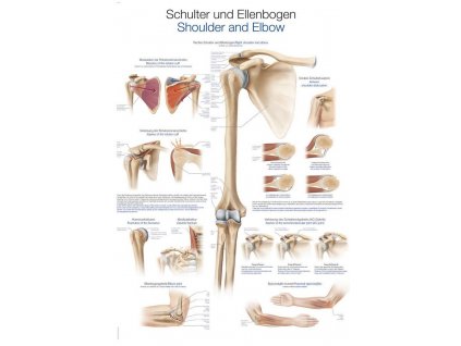 Anatomicky plagat Erler Zimmer - Rameno a lakeť