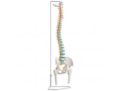 flexibilna chrbtica cloveka s hlavami stehennej kosti