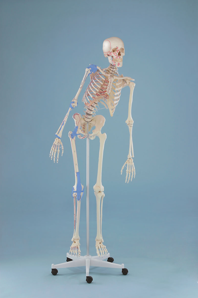 Erler Zimmer Kostra človeka - model "Max" s ohybnou chrbticou, vyznačenými svalmi a väzmi