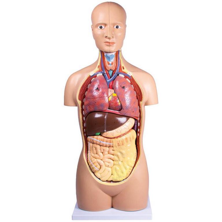 E-shop Erler Zimmer Ľudské torzo – 12-dielny anatomický model
