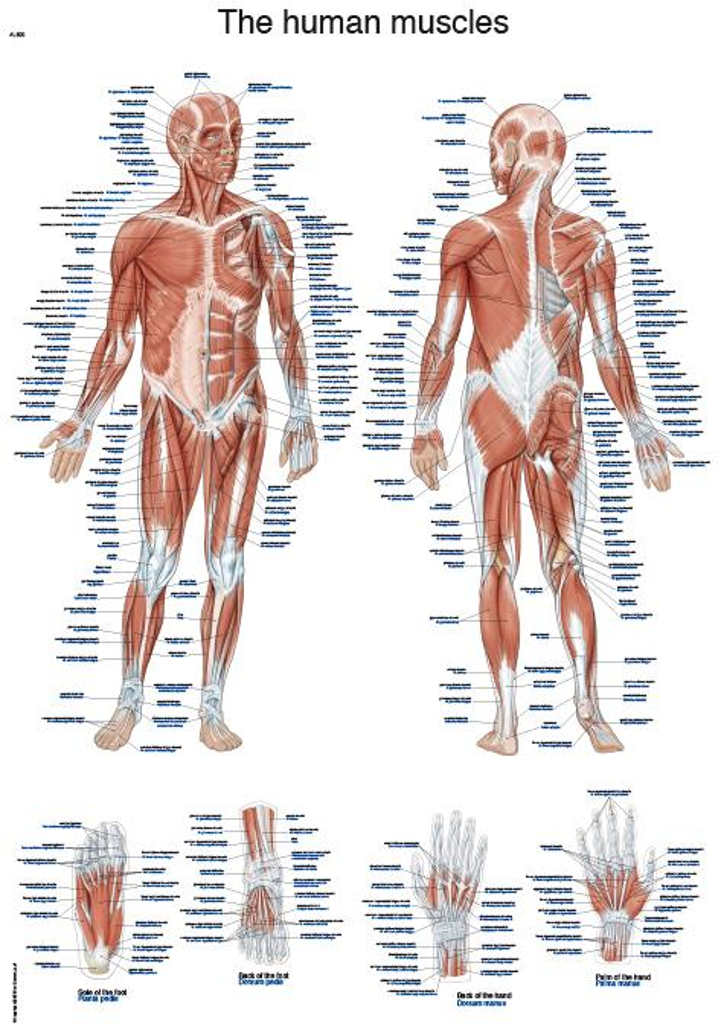 Anatomický plagát Erler Zimmer - Svalová sústava človeka