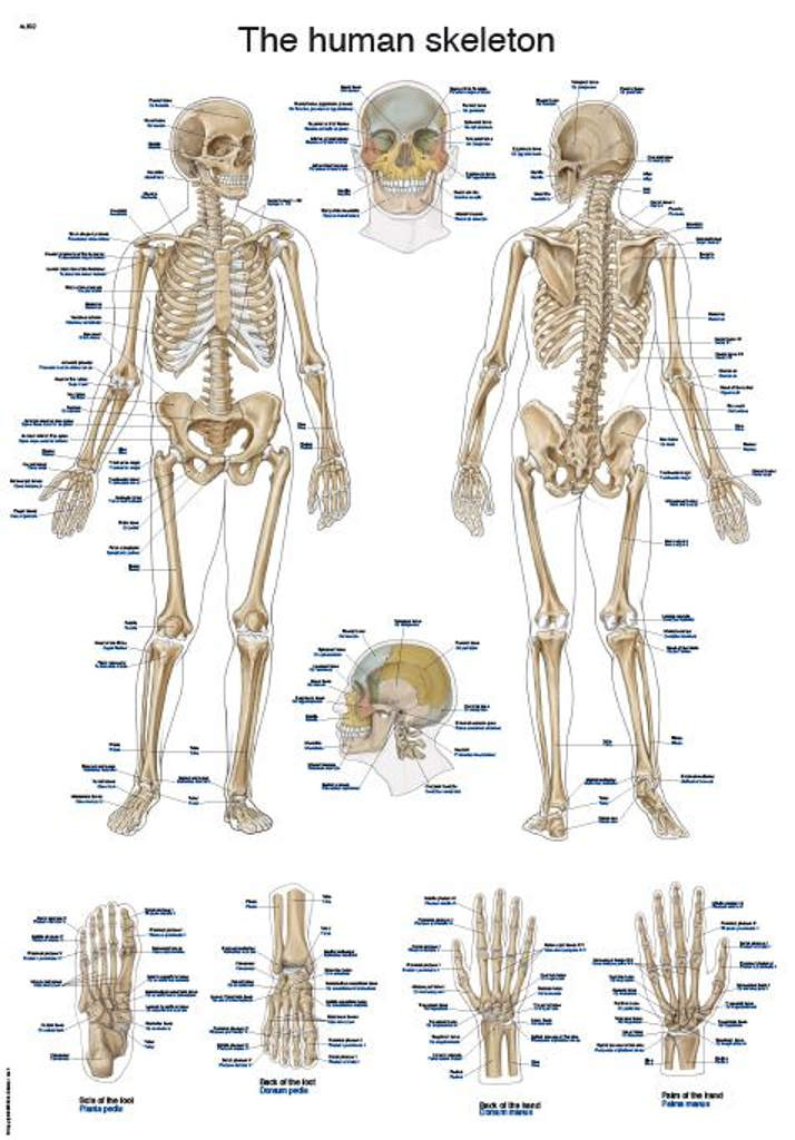 Anatomický plagát Erler Zimmer - Kostra človeka