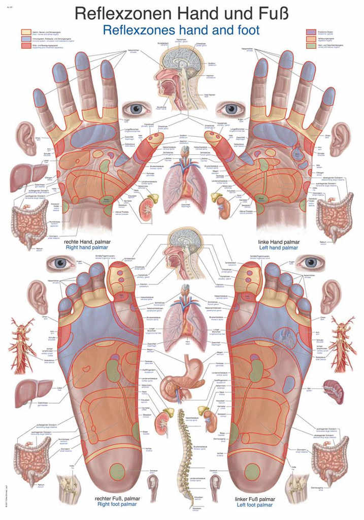Anatomický plagát Erler Zimmer - Reflexné zóny rúk a chodidiel