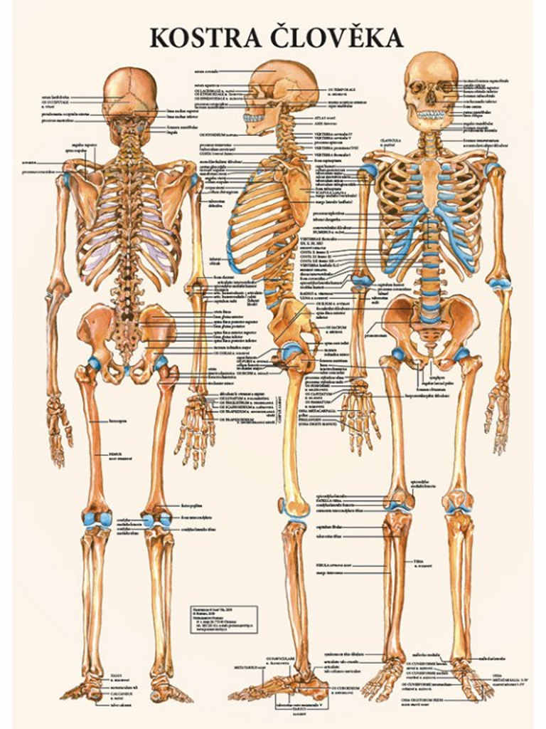 Anatomický plagát - Kostra človeka  47 x 63 cm | CS, LA