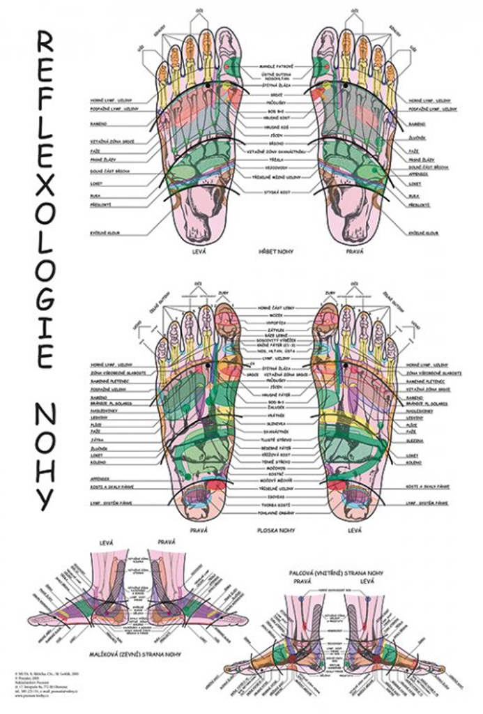 E-shop Vydavateľstvo Poznání Anatomický plagát - Reflexológia nohy