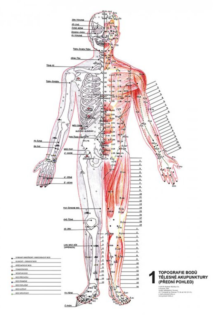 E-shop Vydavateľstvo Poznání Anatomické plagáty - Topografia Aku bodov, 3ks