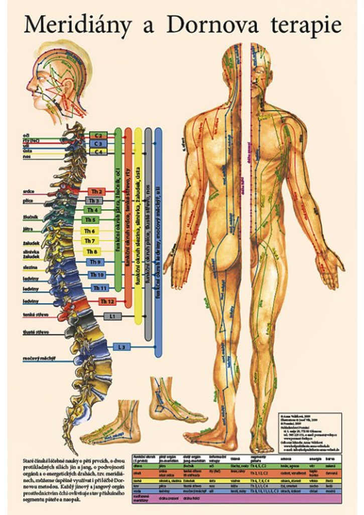 E-shop Vydavateľstvo Poznání Anatomický plagát - Meridiány a Dornova terapia