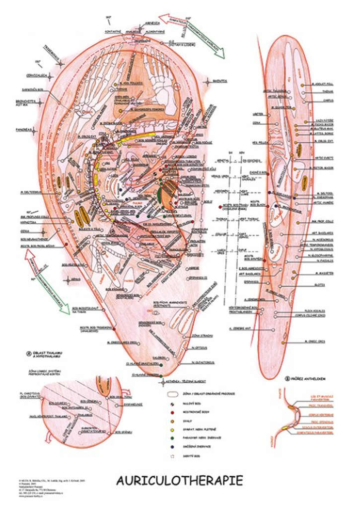 E-shop Vydavateľstvo Poznání Anatomický plagát - Aurikuloterapia