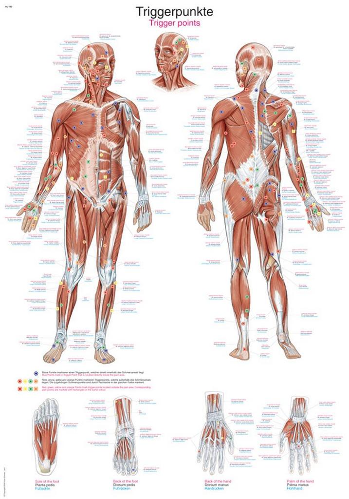 E-shop Anatomický plagát Erler Zimmer - Spúšťacie body tela