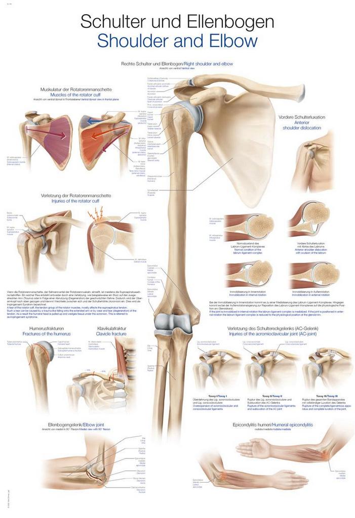 Anatomický plagát Erler Zimmer - Rameno a lakeť