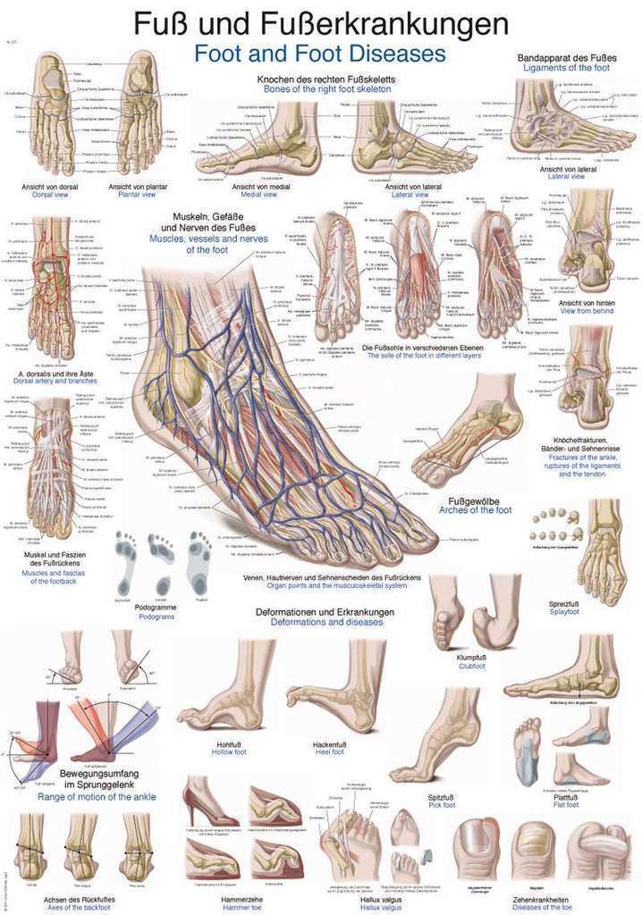 Anatomický plagát Erler Zimmer - Noha a členok