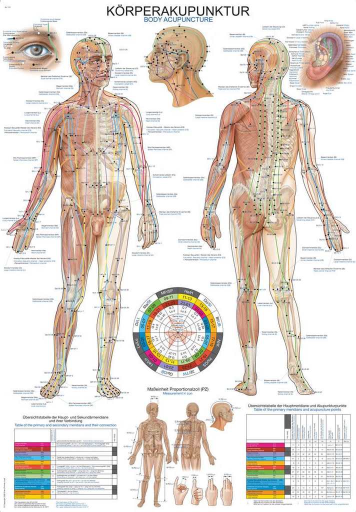 Anatomický plagát Erler Zimmer - Akupunktúra tela