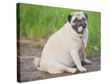 Obraz Tlustý Danny eshop1