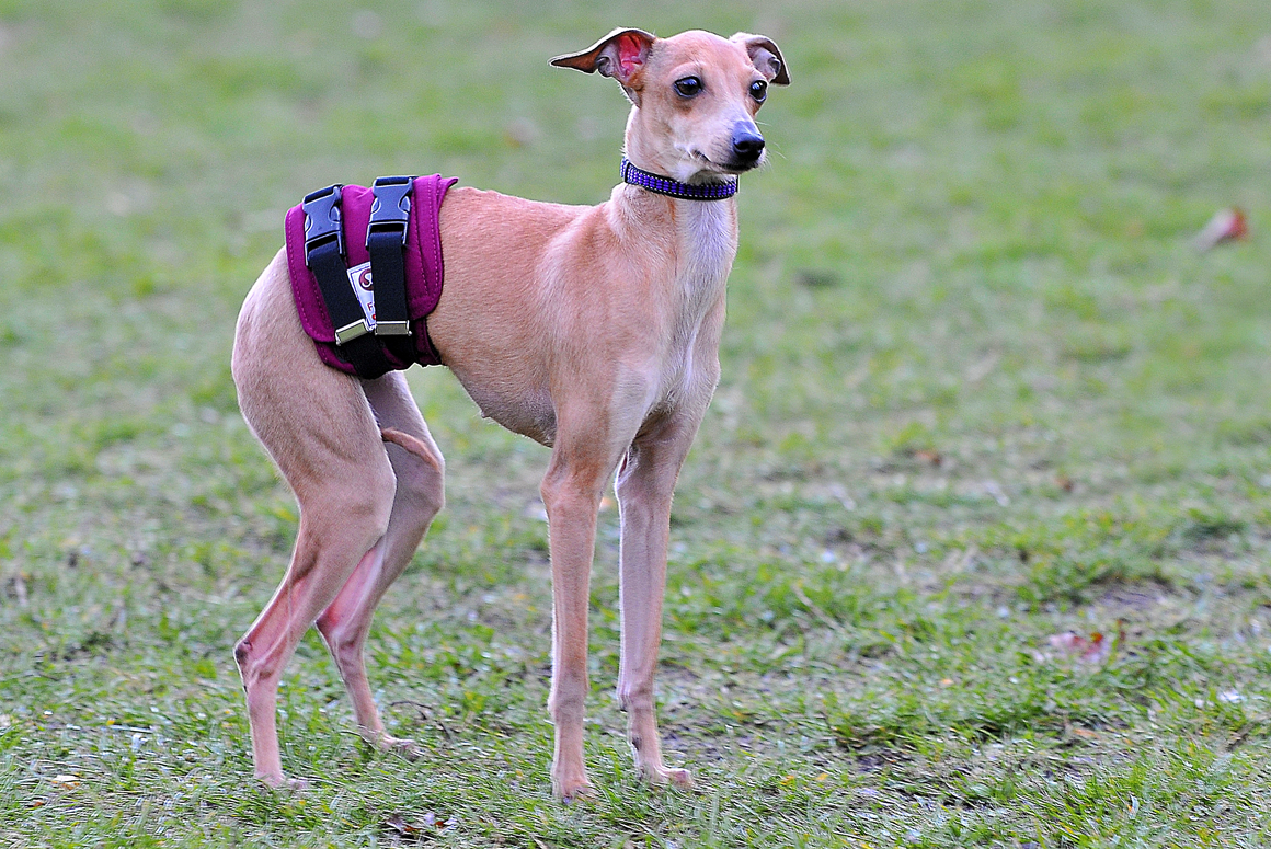 inkontinenční pás pro psy Chrt