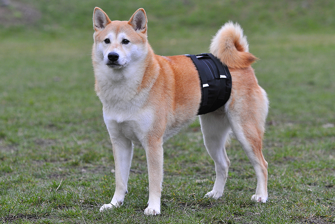 inkontinenční pás pro psy Dafne