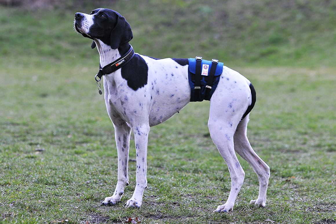 Ikontinenční pás pro psy 2