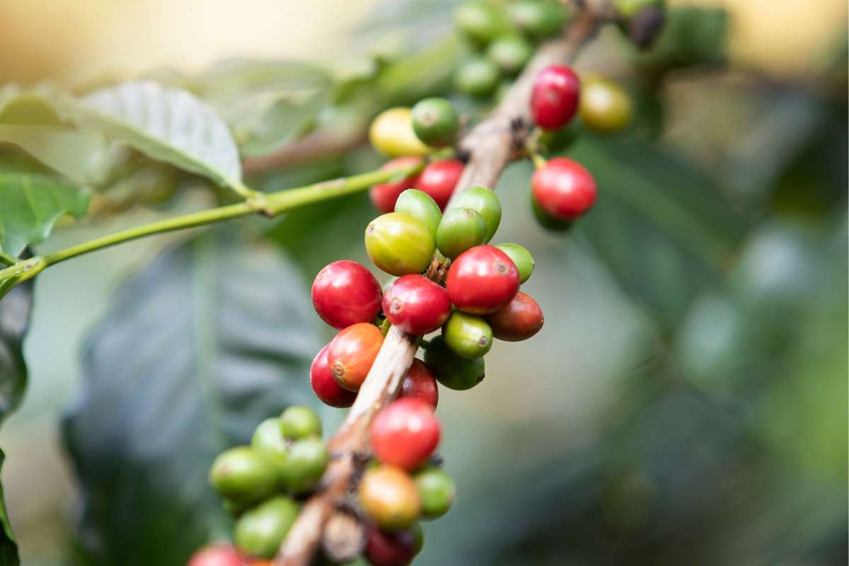 Arabika versus robusta. Která je pro mě vhodnější?