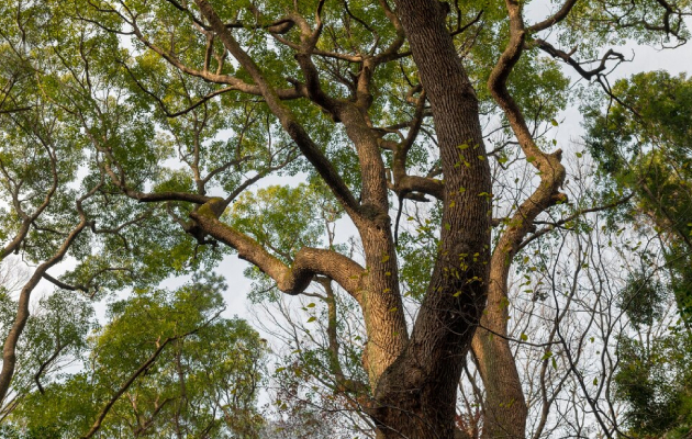 Kafrovník lékařský - Cinnamomum camphora