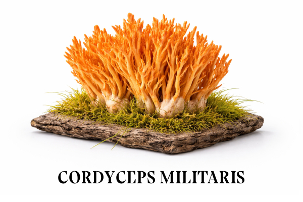 Cordyceps militaris