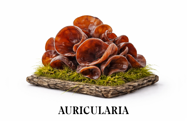 Auricularia