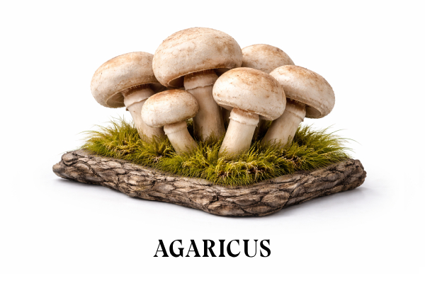Agaricus