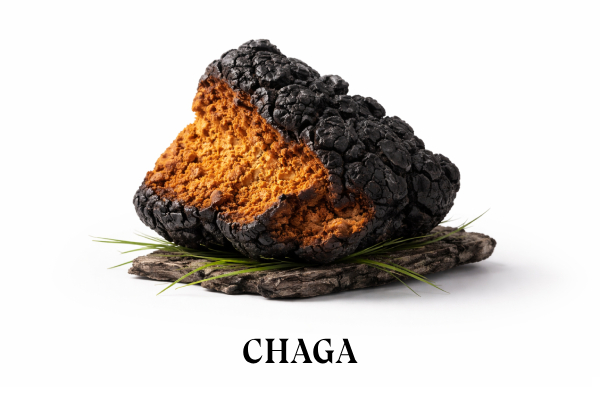 Chaga