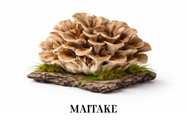 Maitake