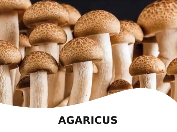 Agaricus