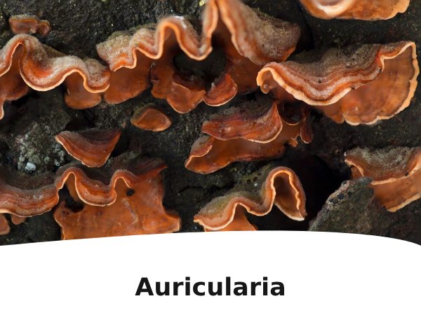 Auricularia