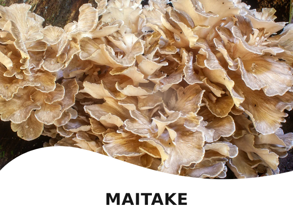 Maitake