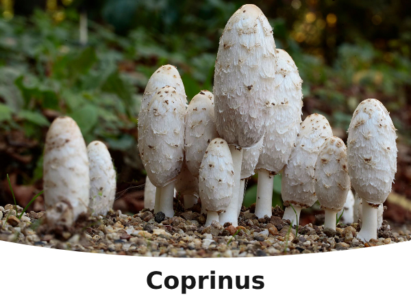 Coprinus