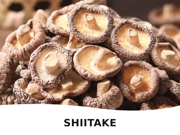 Shiitake