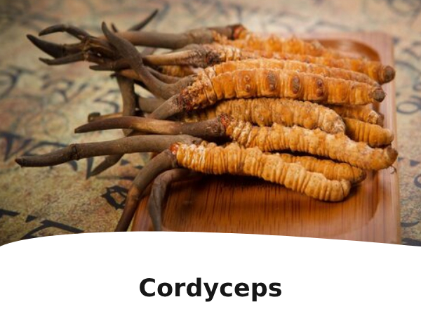 Cordyceps