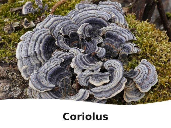 Coriolus